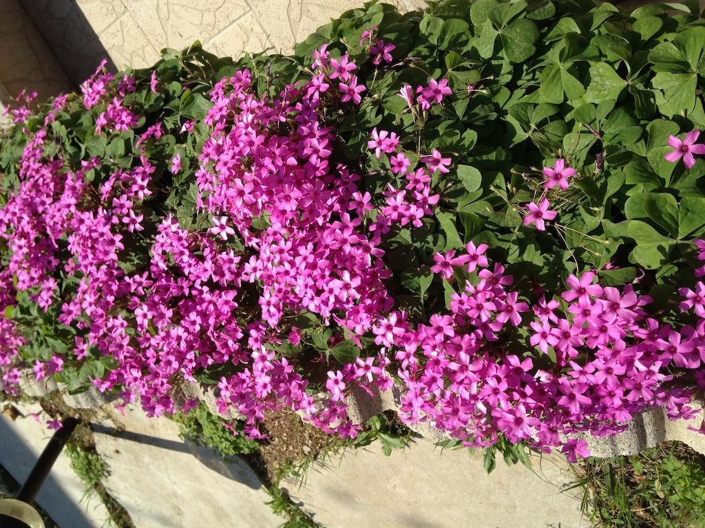 Cellamare Le Sirene Bed And Breakfast מראה חיצוני תמונה